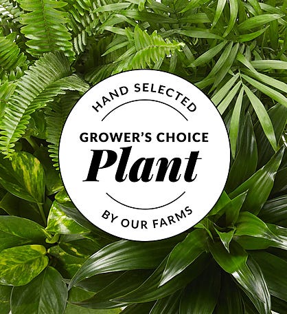 Growers Choice House Plant